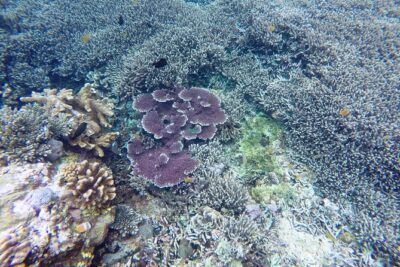 Bali Scuba Diving at Nusa Penida Manta Point For Certified Diver - What $180 buys you (and why it can be good value)