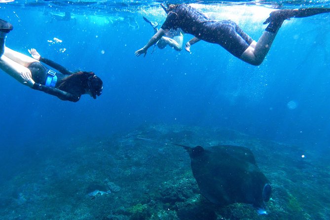 Bali Scuba Diving at Nusa Penida Manta Point For Certified Diver - Transfers, sea sickness, and packing like you actually live there