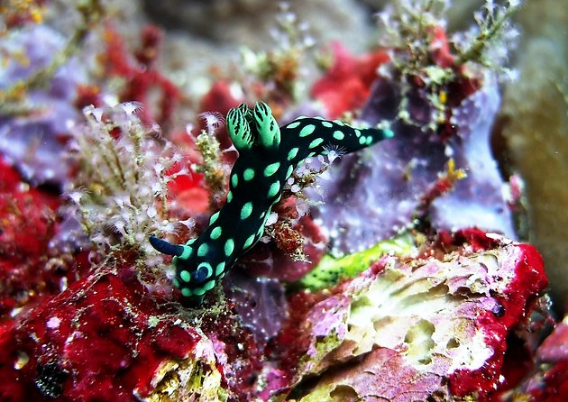 Bali Scuba Diving at Padang Bai for Certified Diver - Padangbai for certified swimmers: why this area makes sense