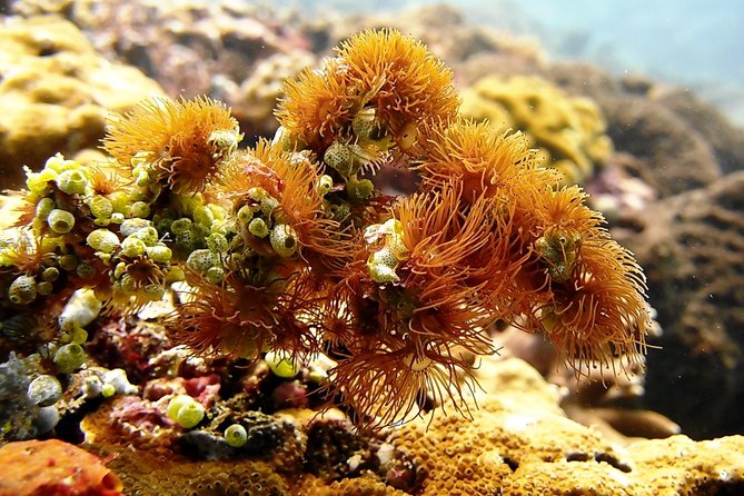 Bali Scuba Diving at Padang Bai for Certified Diver - Lunch by the water: staying fueled without slowing down