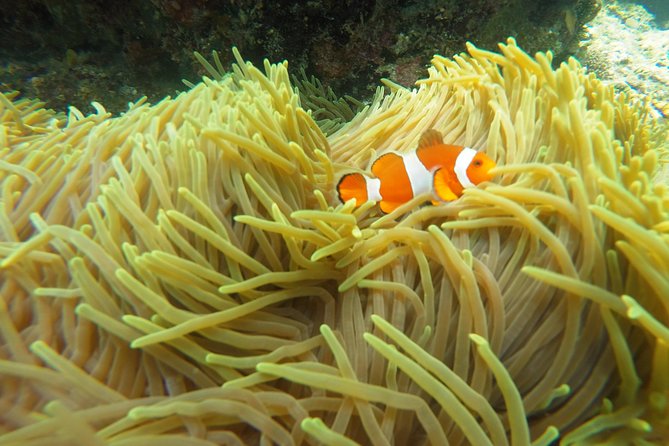 Bali Scuba Diving at Padang Bai for Certified Diver - GoPro upgrade: how to turn the day into your own footage