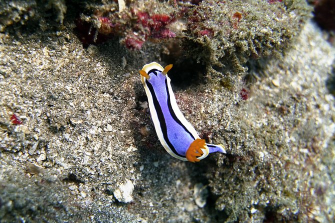 Bali Scuba Diving at Padang Bai for Certified Diver - Price and logistics: is $98.34 good value?