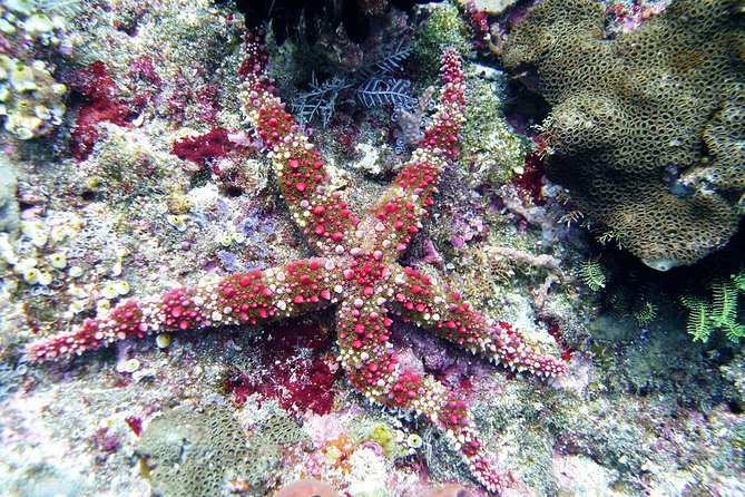 Bali Scuba Diving trip at Tulamben for Certified Diver - Guides and safety style: patient, watchful, and organized
