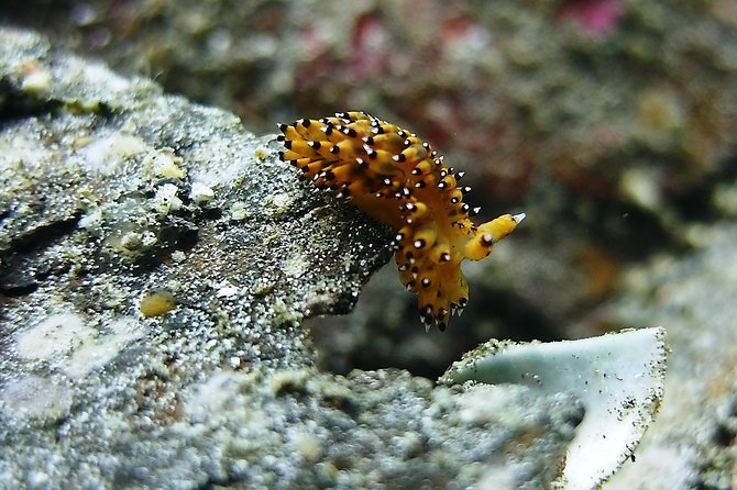 Bali Scuba Diving trip at Tulamben for Certified Diver - Small group pace and logistics that keep stress low