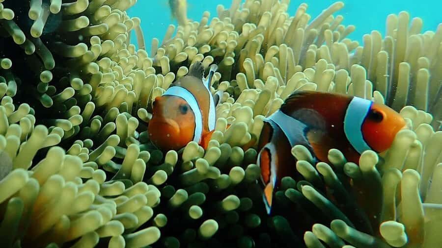 Bali: Sea Walker Under Water Experience - Underwater reef time with an English-speaking guide