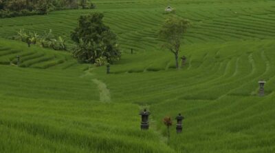 Bali: Secret and Untouristic Tour North West Bali. - Belimbing Rice Terrace: rice farming with Batukaru Mountain behind you