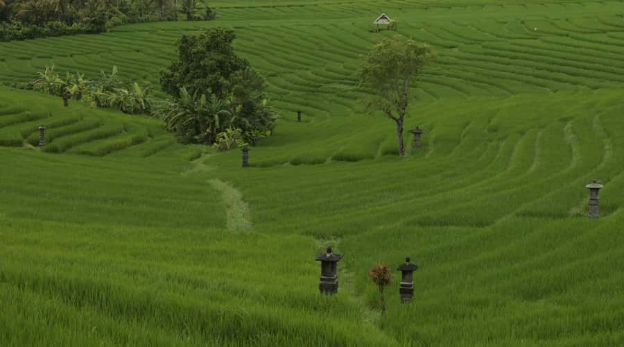 Bali: Secret and Untouristic Tour North West Bali. - Belimbing Rice Terrace: rice farming with Batukaru Mountain behind you