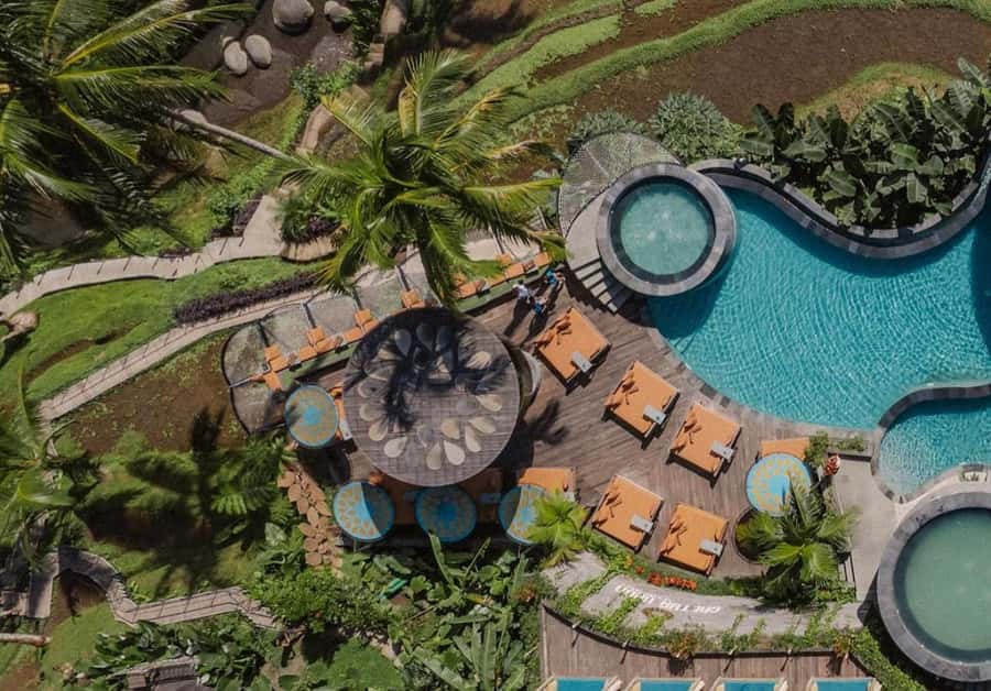 Bali: Shared or Private Highlights Ubud with Cretya Jungle - Monkey Forest sanctuary: what you’re really walking into