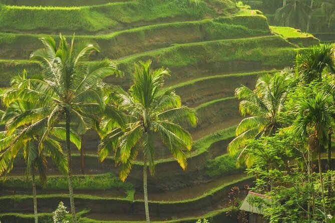 Bali Sightseeing - Tirta Empul purification ritual: plan for getting wet