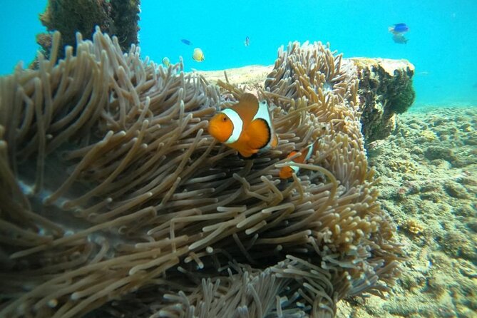 Bali Snorkeling At Bluelagoon Beach With Lunch Private Transport - Blue Lagoon Beach: Why This Spot Works for Snorkelers