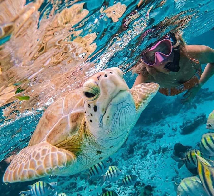 Bali : Snorkeling at two Spots with Lunch and transport - Key highlights at a glance
