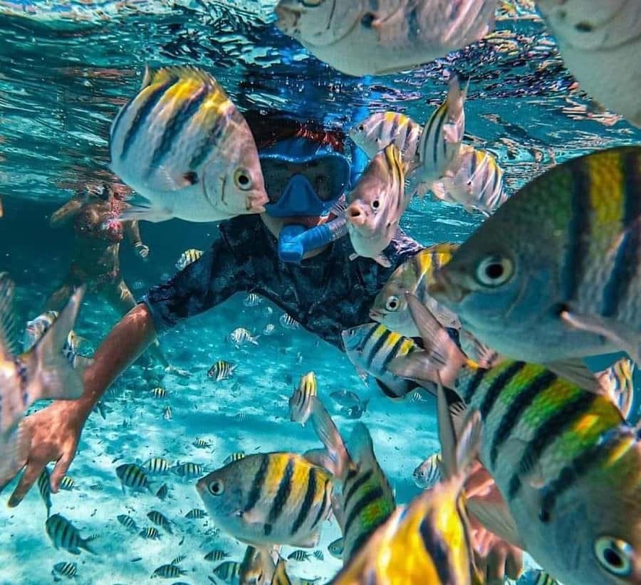 Bali : Snorkeling at two Spots with Lunch and transport - Tanjung Jepun: Coral Gardens, Gentle Currents, and Seahorse Hopes