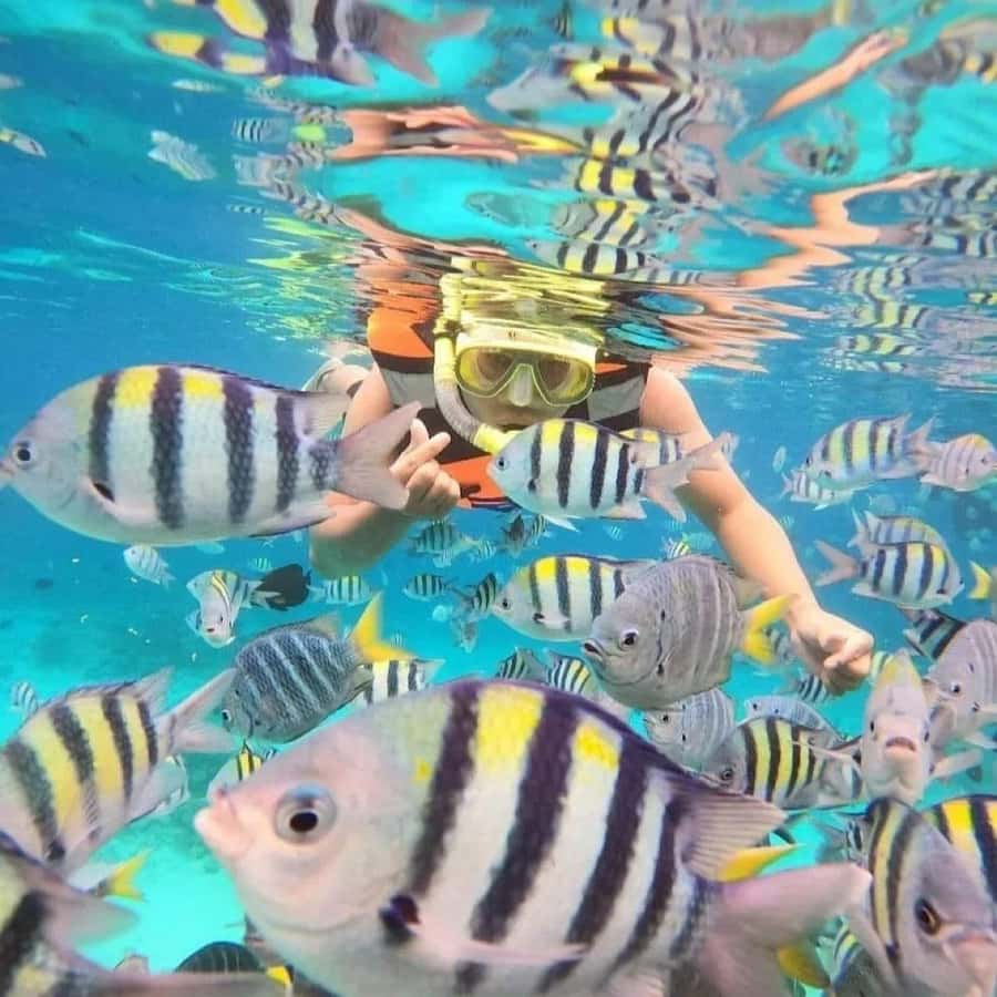 Bali : Snorkeling at two Spots with Lunch and transport - Price and Logistics: Is $52 Good Value in Bali?