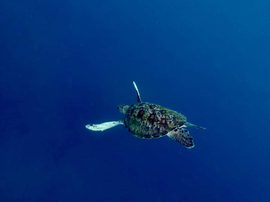 Bali: Snorkeling Blue Lagoon 2 Spot & Lunch optional Village - From Padang Bai to Karangasem: How the Timing Feels