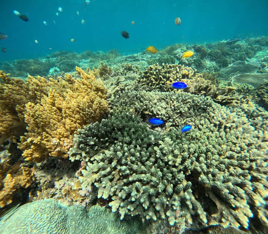 Bali: Snorkeling Blue Lagoon 2 Spot & Lunch optional Village - Price and Value: Why $16 Can Work (If Your Priorities Match)