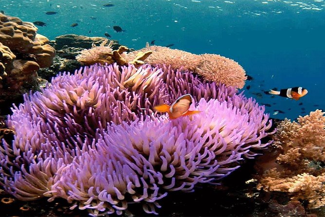 Bali Snorkeling Blue Lagoon and Tanjung Jepun All Included - Key highlights and what they mean for you