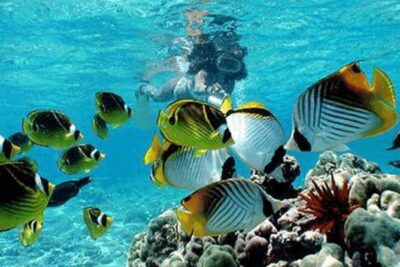 Bali Snorkeling Blue Lagoon and Tanjung Jepun All Included - Blue Lagoon Beach: coral scenery, plus the best break in the middle