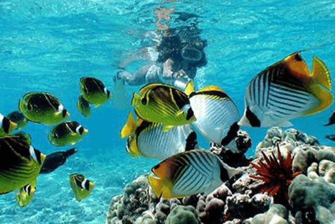 Bali Snorkeling Blue Lagoon and Tanjung Jepun All Included - Blue Lagoon Beach: coral scenery, plus the best break in the middle