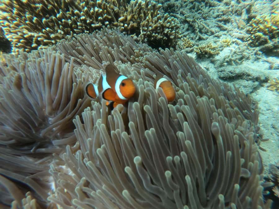 Bali Snorkeling: Blue Lagoon and Tanjung Jepun All Inclusive - Price and value: is $48 a fair deal?