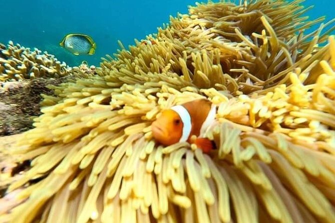 Bali : Snorkeling Trip - Blue Lagoon & Tanjung Jepun with Lunch - Blue Lagoon Snorkeling: Coral Views, Fish Life, and One Reality Check