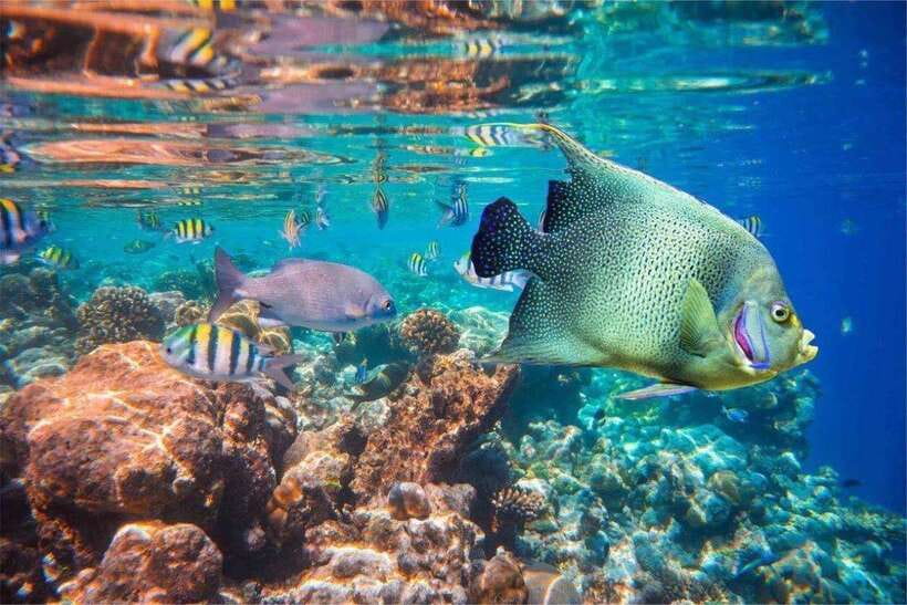 Bali: Snorkling Blue Lagoon Beach include Lunch & Transport - Price and value: is $17 per person a fair deal?
