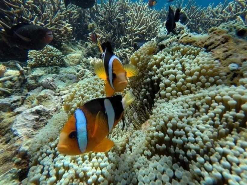 Bali: Snorkling Blue Lagoon Beach include Lunch & Transport - Who should book this Blue Lagoon snorkeling trip