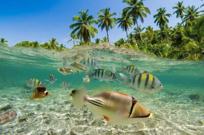 Bali Snorkling Blue Lagoon Beach with Lunch & Private Transport - Before You Enter: The Snorkeling Rules Briefing That Sets You Up