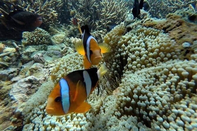 Bali Snorkling Blue Lagoon Beach with Lunch & Private Transport - Should You Book Blue Lagoon Snorkeling With Lunch and Private Transport?