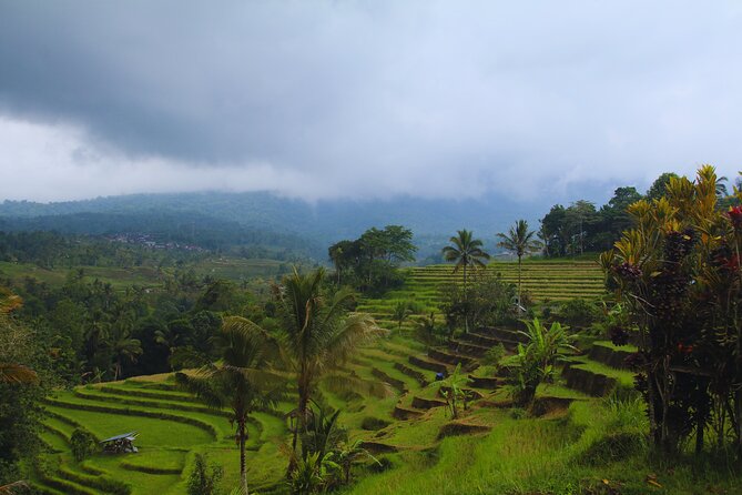 Bali Spiritual: Blessing Ceremony, Pristine Nature and Transfer - Rice-Farm Life and Stingless Trigona Honey Tasting