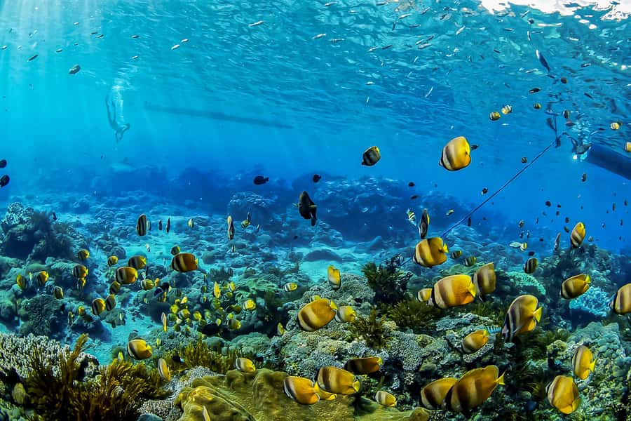 Bali: Swim with Manta Rays in Penida, Optional Lunch & Kayak - Key things I’d focus on before you go
