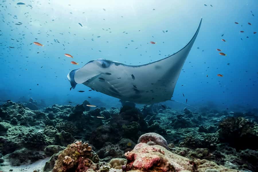 Bali: Swim with Manta Rays in Penida, Optional Lunch & Kayak - Bali to Nusa Penida by Ferry: what the day feels like