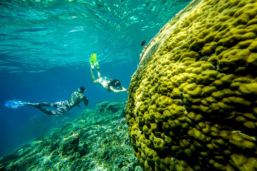 Bali: Swim with Manta Rays in Penida, Optional Lunch & Kayak - The manta ray part: what you’re really signing up for
