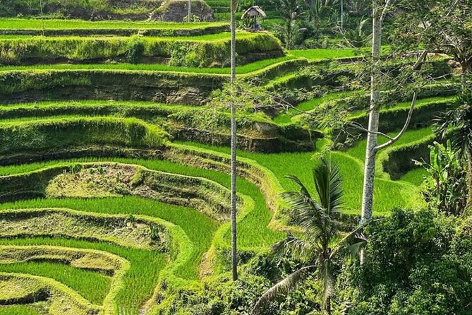 Bali Swing, Monkey Forest and Waterfall Private Tour - Tegalalang Rice Terrace: why this viewpoint stop is worth it even if it’s tour-famous