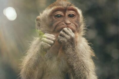 Bali Swing, Monkey Forest and Waterfall Private Tour - Sacred Monkey Forest Sanctuary: temples, sculptures, and 700-plus reasons to watch your stuff