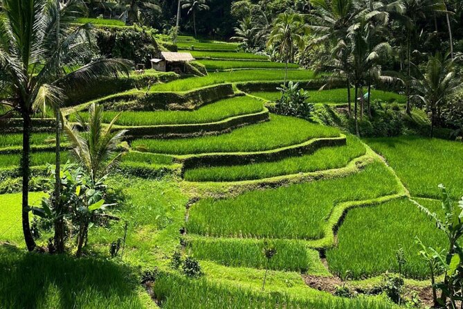Bali Swing, Monkey Forest and Waterfall Private Tour - Guides, safety, and how to trust the day will run smoothly