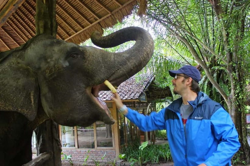 Bali: Taman Safari and Elephant Feeding with Hotel Transfer - Key highlights at Taman Safari Bali