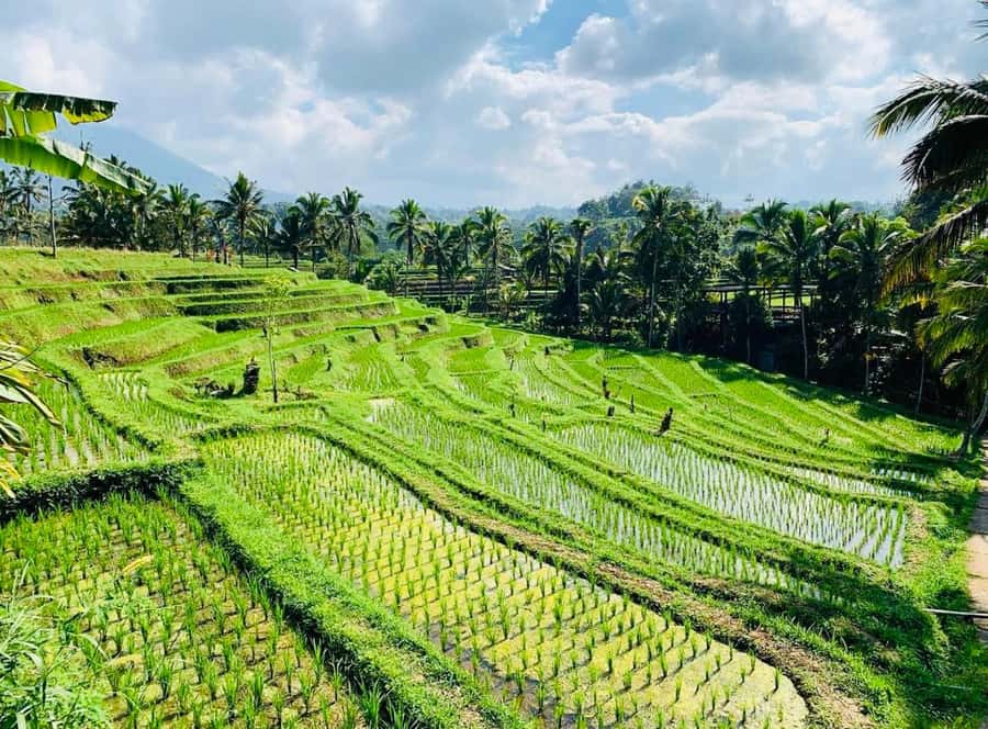 Bali: Tanah Lot, Jatiluwih Terrace, & Ulundanu Beratan Tour - What to bring and wear (so the day stays comfortable)