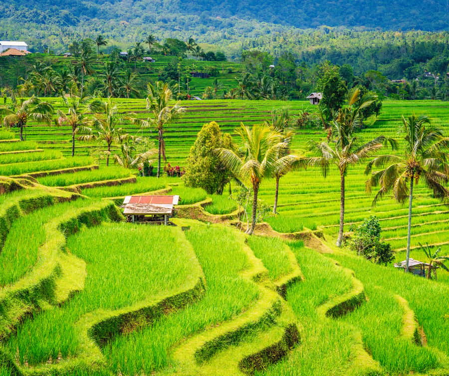 Bali: Tanah Lot, Rice Terrace, Ulun Danu & taman ayun temple - Key highlights worth your attention
