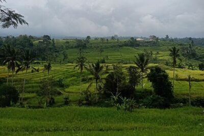Bali Tanah Lot, Ulun Danu Beratan & Jatiluwih Rice Terrace - Jatiluwih Rice Terrace: UNESCO Views and Irrigation Lessons