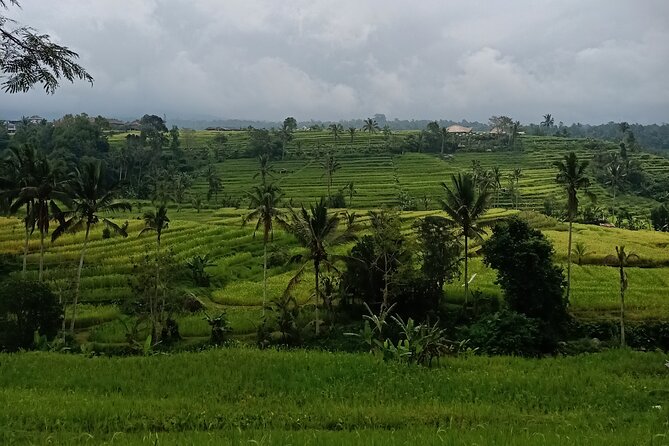 Bali Tanah Lot, Ulun Danu Beratan & Jatiluwih Rice Terrace - Jatiluwih Rice Terrace: UNESCO Views and Irrigation Lessons
