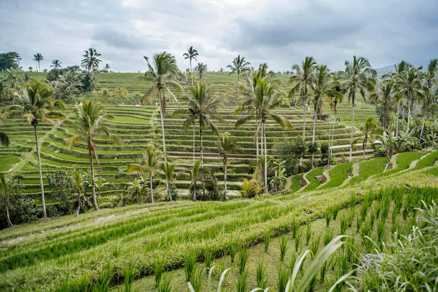 Bali: Tanah Lot UNESCO World Heritage Sites Full-Day Tour - A full-day Bali circuit that actually makes sense