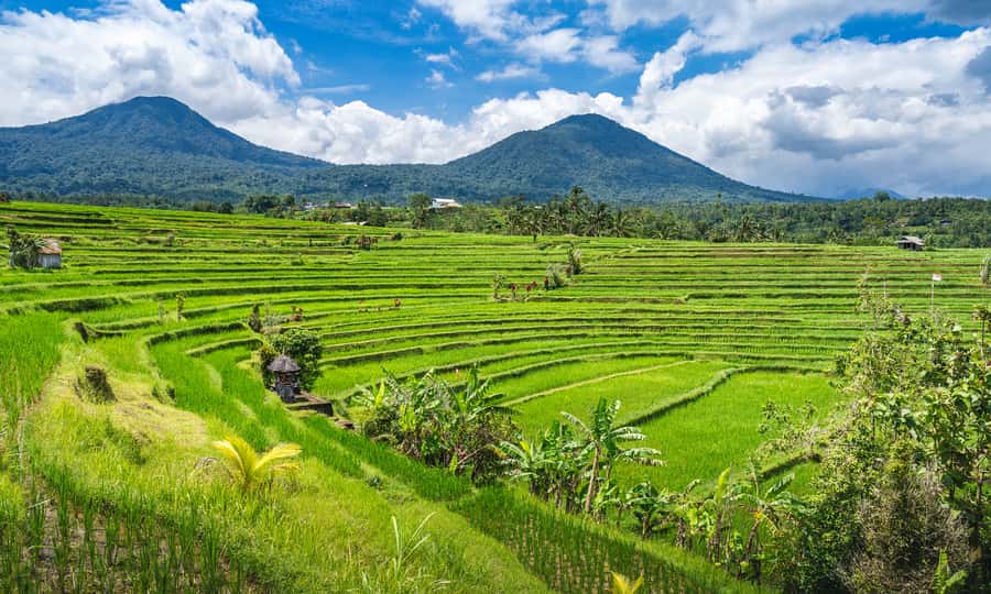 Bali: Temple Lake, Jungle Waterfall, Rice Field & Tanah Lot - Jatiluwih rice terraces UNESCO: the Subak irrigation system in plain sight