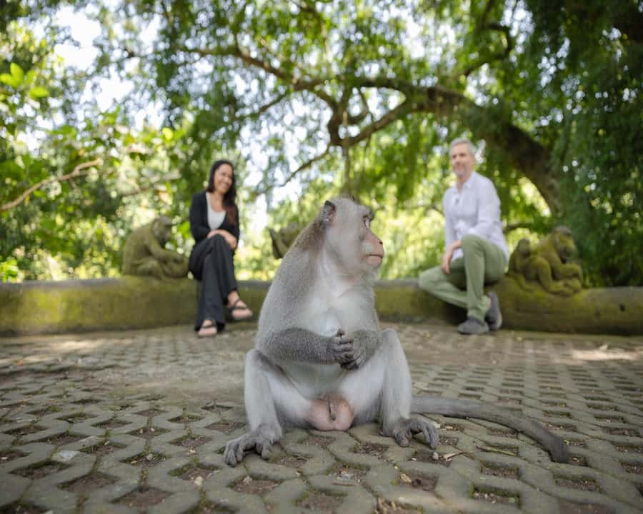 Bali: Temples, waterfall, and Rice Terrace Guided Tour - Tegallalang rice terraces: classic Bali views, better with guidance
