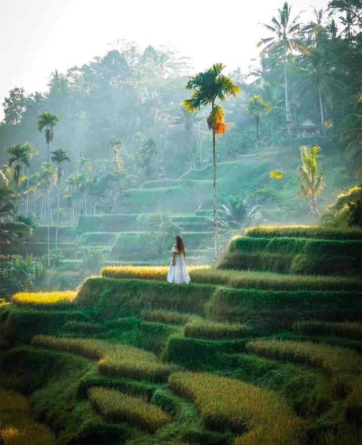 Bali: Temples, waterfall, and Rice Terrace Guided Tour - Bali Swing: the thrill stop (with extra cost to plan for)
