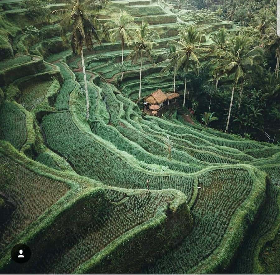 Bali: Tirta empul Temple, Rice terrace and Waterfall - Bali swing and Instagram-ready photo moments (what to expect)