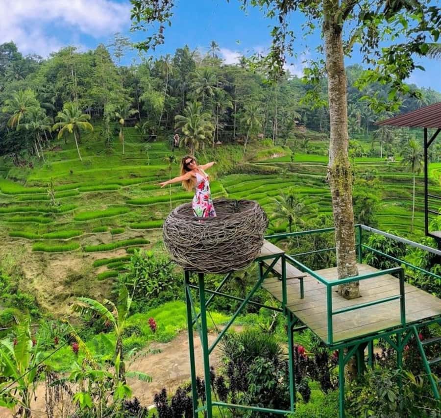Bali: Top Highlights Private Full-Day Tour from Hotel - Tegalalang Rice Terraces: where the guide turns views into context