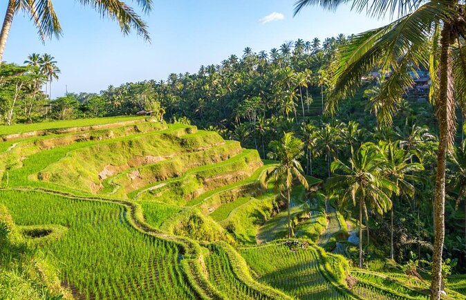 Bali Tour : Best Attractions in Ubud with Rice Terrace - Key Highlights You’ll Actually Care About