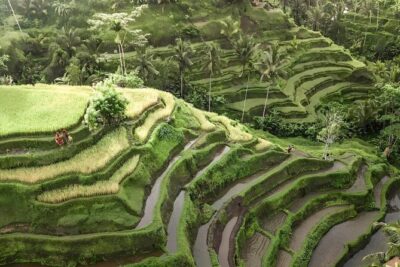 Bali Tour : Best Attractions in Ubud with Rice Terrace - Monkey Forest and Elephant Cave: Temples With Personality