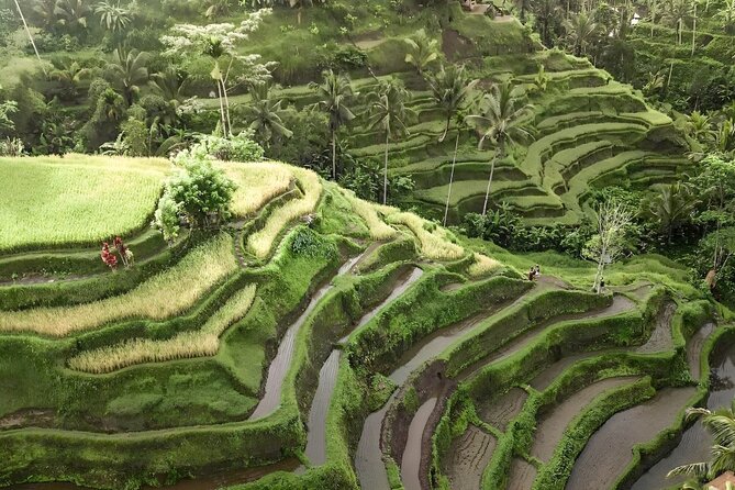 Bali Tour : Best Attractions in Ubud with Rice Terrace - Monkey Forest and Elephant Cave: Temples With Personality