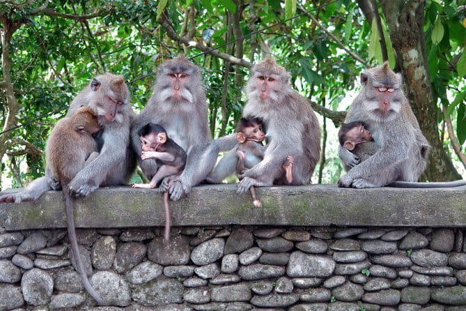 Bali Tour Driver - Why this Bali driver day feels more personal than a bus tour